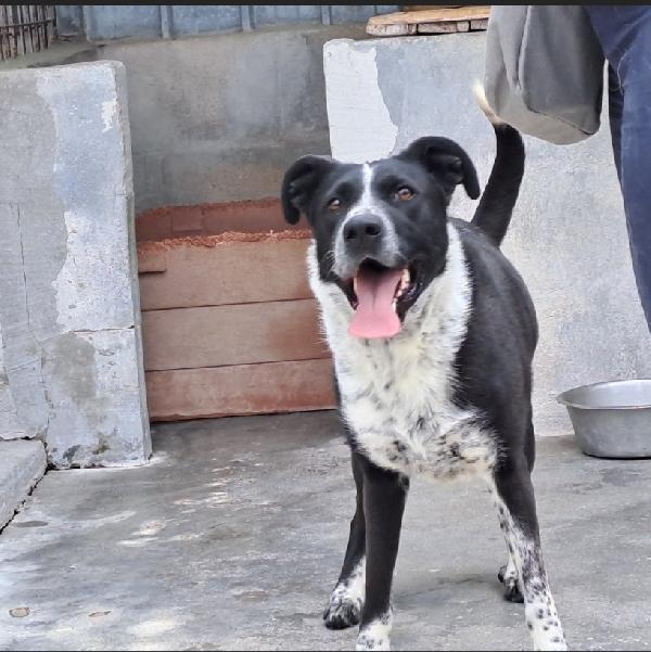 Fenice circa 5anni salvata nel '22 ma vive in canile. Foto 4